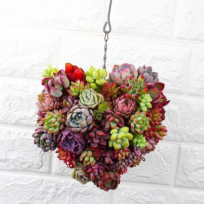 Hanging Succulents In Living Color