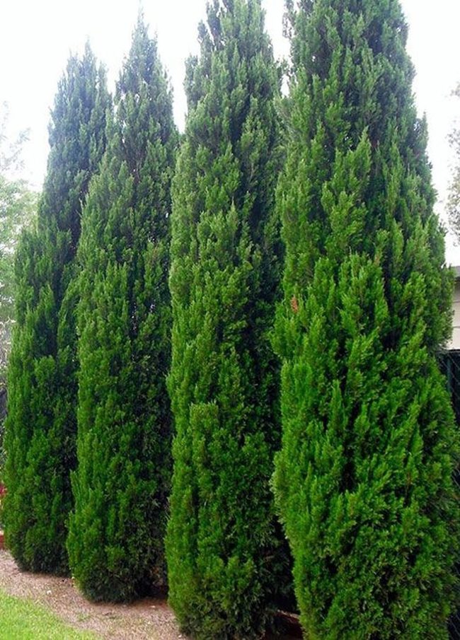 Dense Forest Wall Privacy Screen