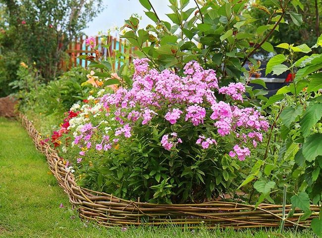 Mauve Pink Purple Garden Bursts