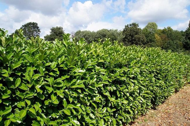 Dense Green Shrub For Privacy