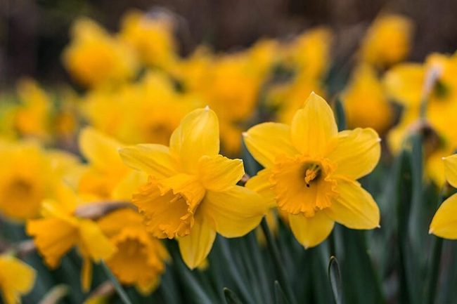 Yellow Daffodils Spring Garden