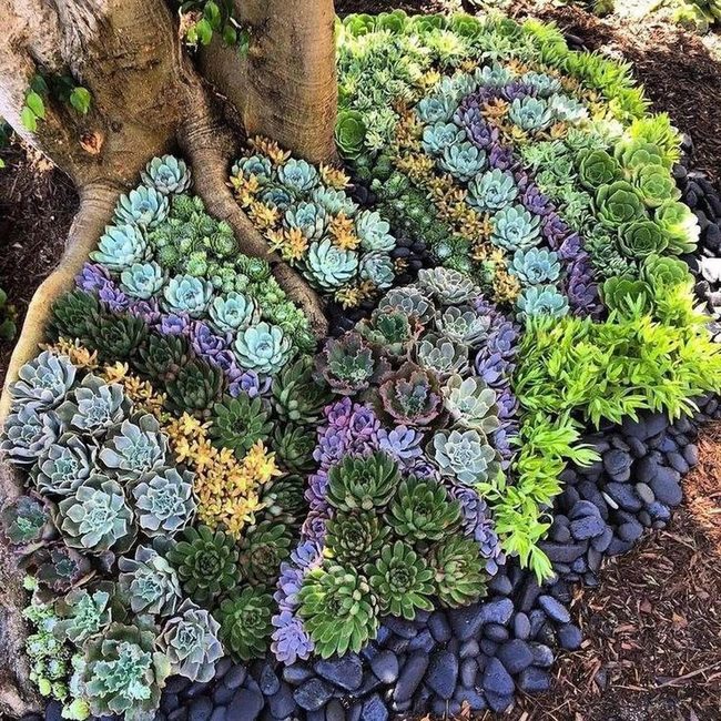 Low-Maintenance Succulent Garden Masterpiece