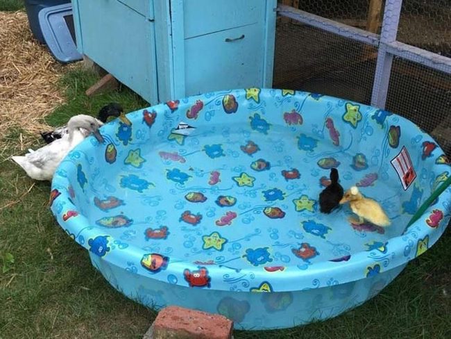 Ducks Splashing In Plastic Pool