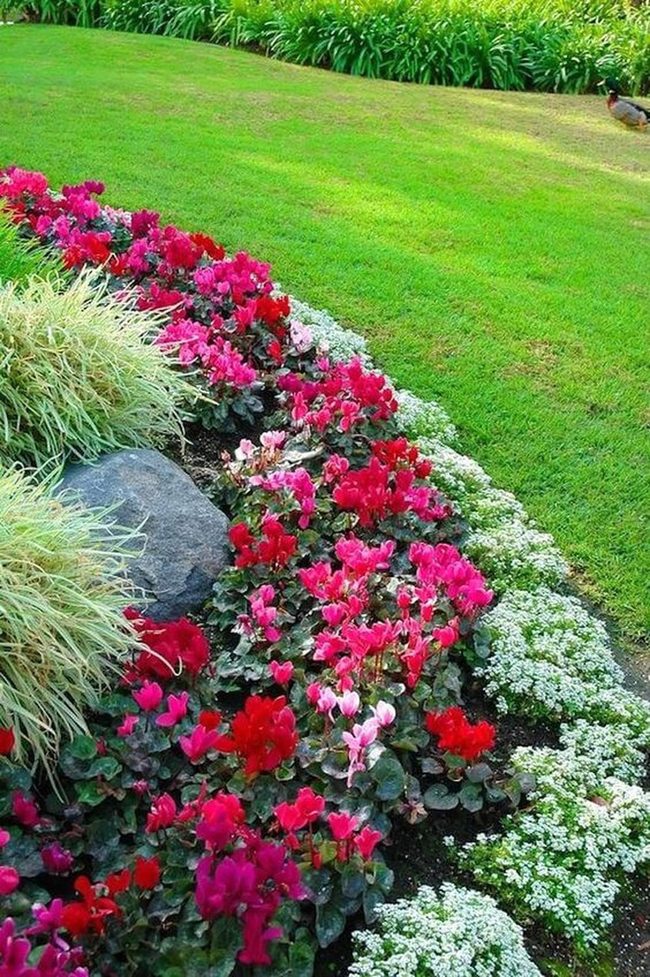 Pink Cyclamen Garden With Stone Accents