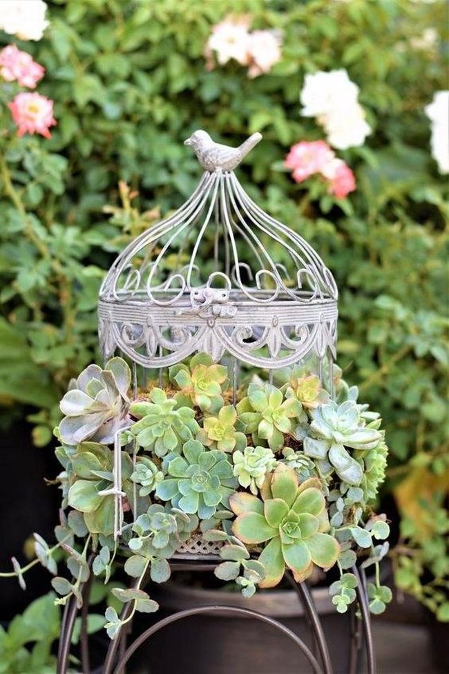 Ornate Birdcage Overflowing With Succulents