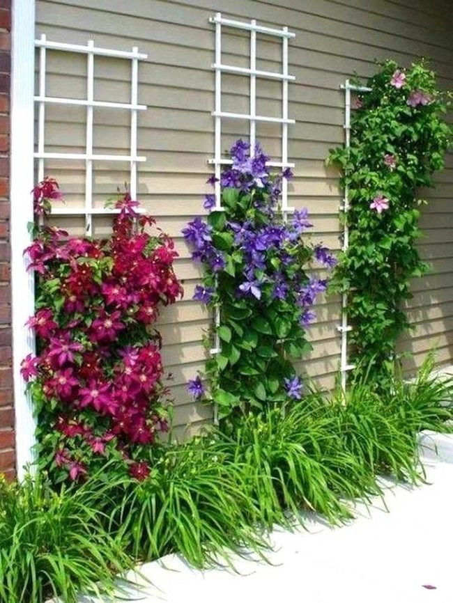 Climbing Vines Hide Bare Walls