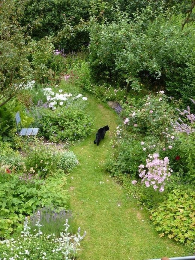 Black Cat Garden Path