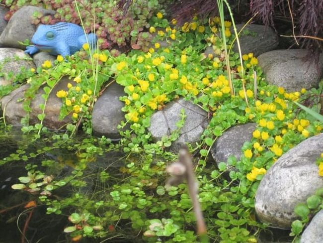 Bright Green Cascading Pond Border