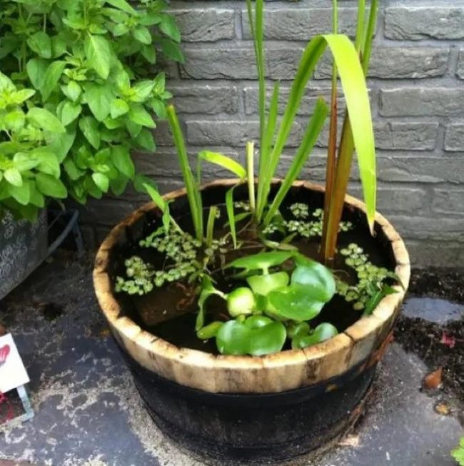 Green Reeds In Wooden Barrel