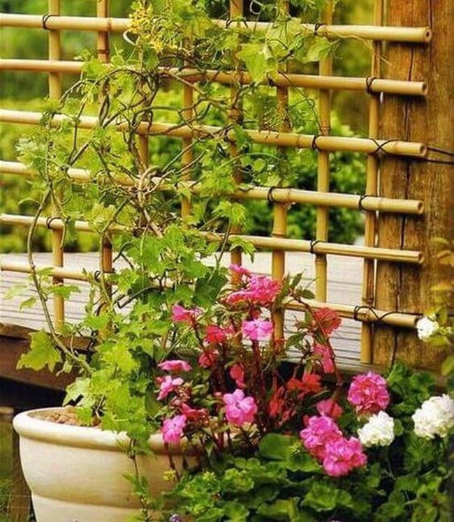 Bamboo Vines Sun Filtered Privacy