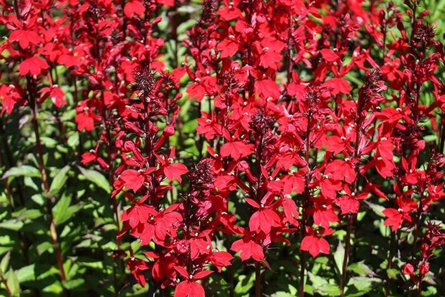 Deep Red Flowers For Wet Gardens