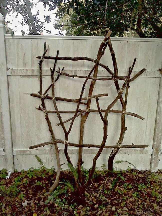 Climbing Plants Need Vertical Support
