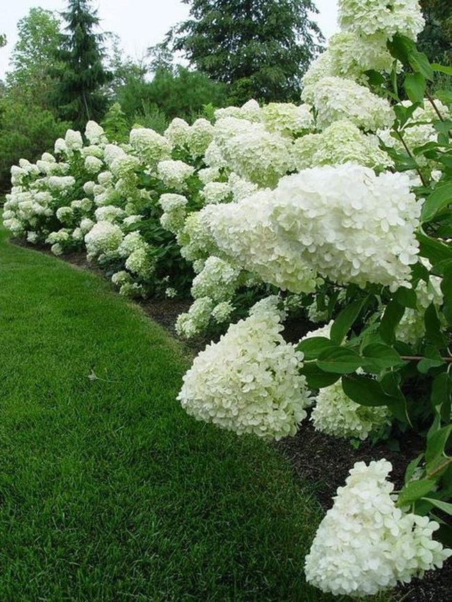 White Flowers Green Garden Sanctuary
