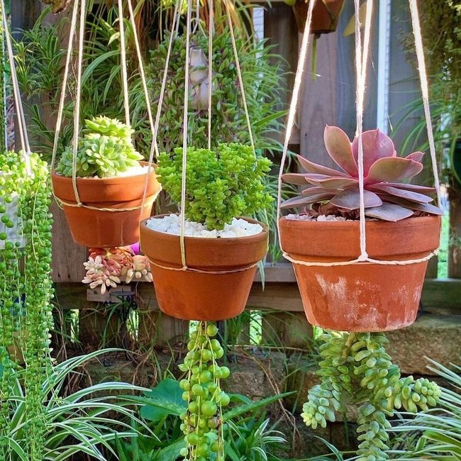 Green Succulents In Macrame