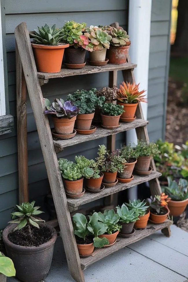 Wooden Ladder Succulent Tiered Display
