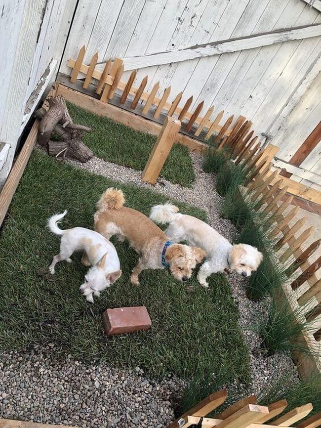Open Grass Dog Paradise