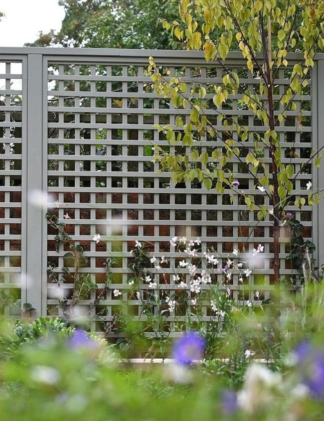 Gray Lattice Purple Blooms Garden