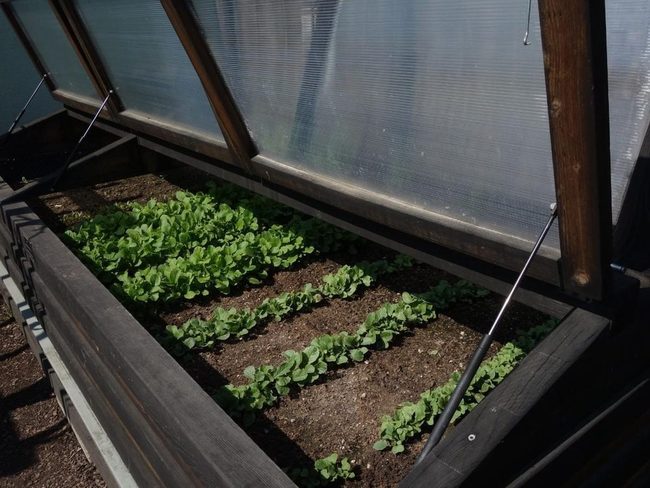 Raised Beds With Clear Plant Protection
