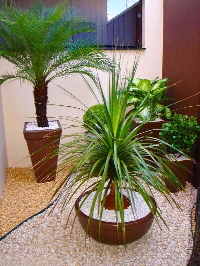 Green Palms With White Stone Mulch