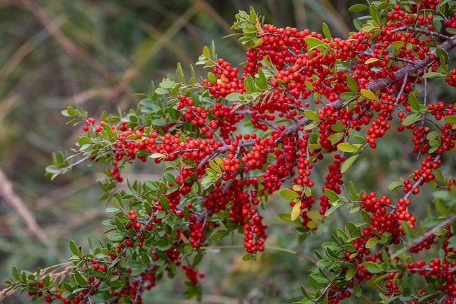 Red Winter Berries Native Hedge