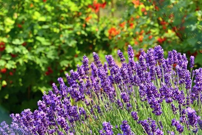 Purple Flowers That Repel Mosquitoes