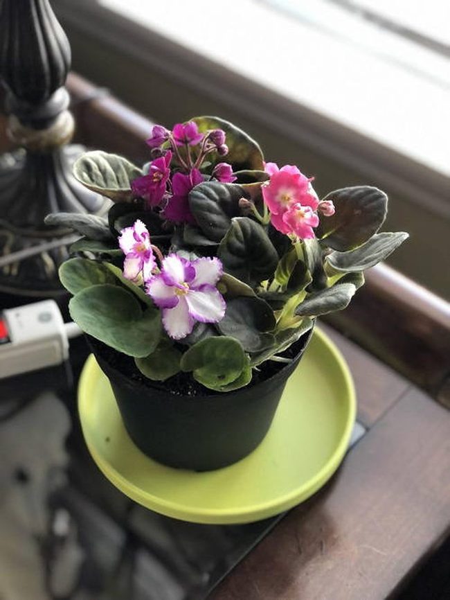 Purple Blooms, Coffee Table Centerpiece