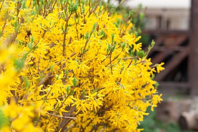Golden Forsythia Signals Spring'S Arrival