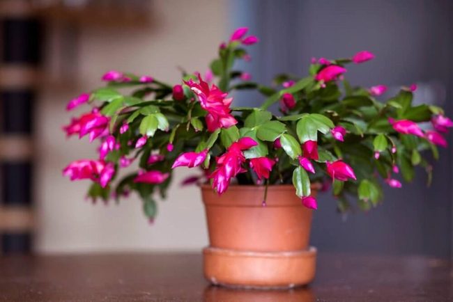 Pink Cascading Cactus Blooms