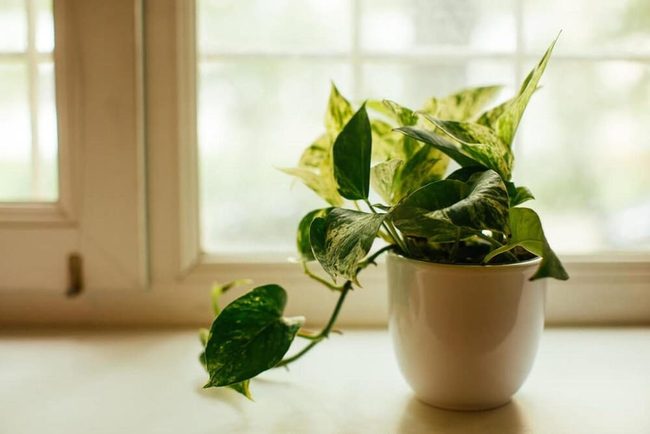 Glossy Green Leaves, Zero Effort