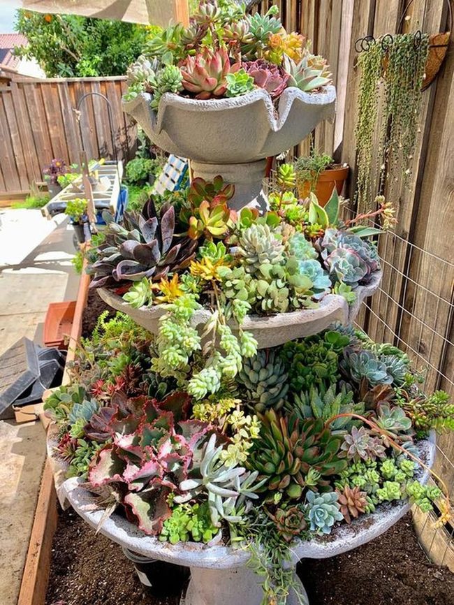 Stacked Succulents Gray Concrete