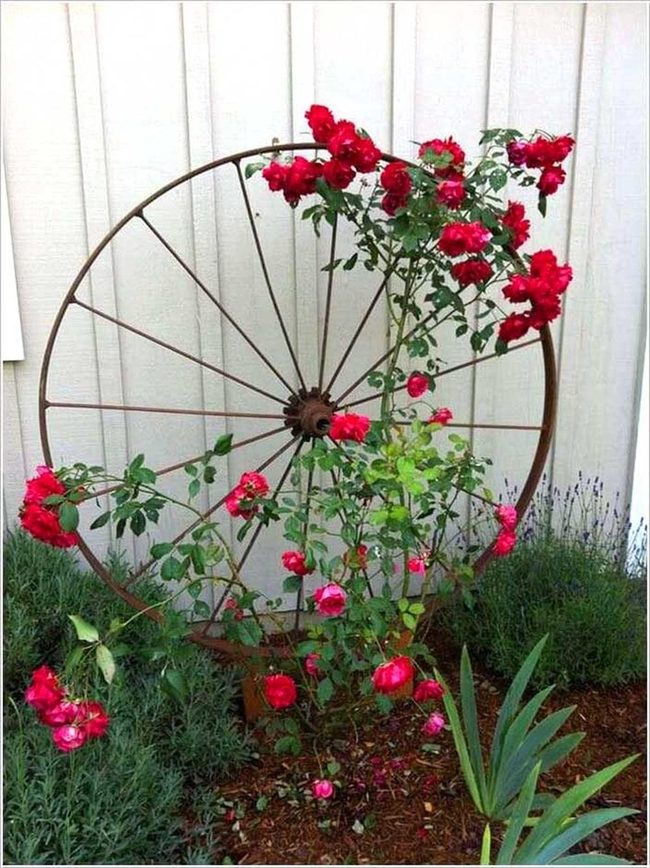 Red Roses Climbing Wagon Wheel