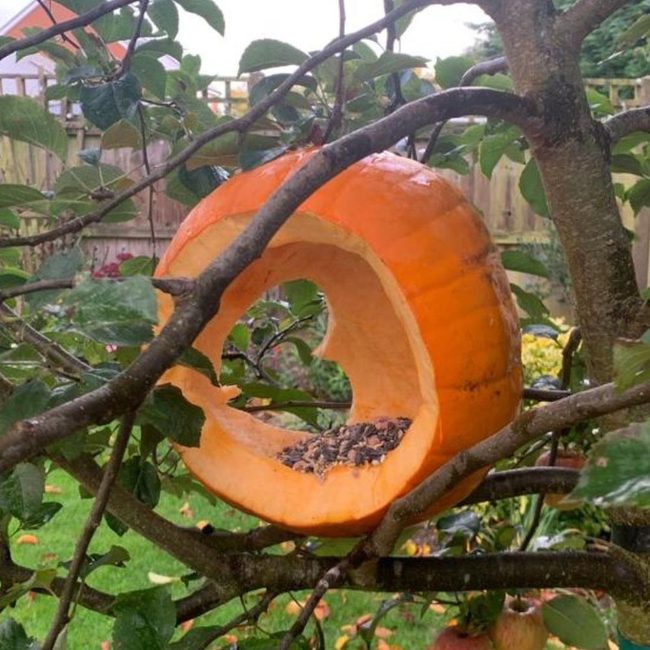 Hollowed Pumpkin Bird Feeder