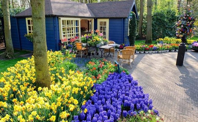 Yellow And Blue Flower Contrast