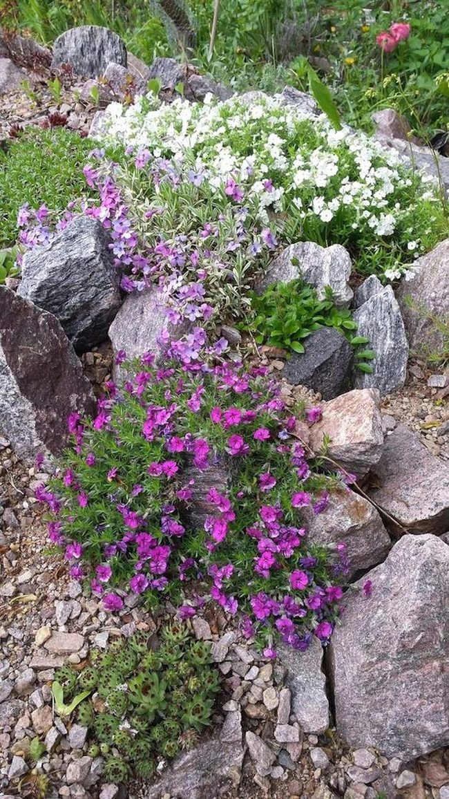 Purple Flowers Through Stone Garden