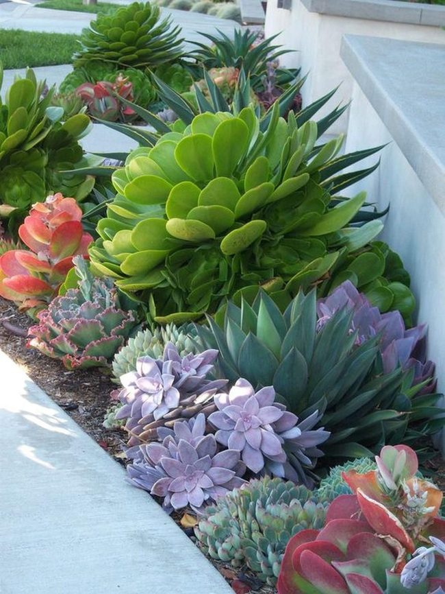 Succulents And Spikes Garden Mosaic