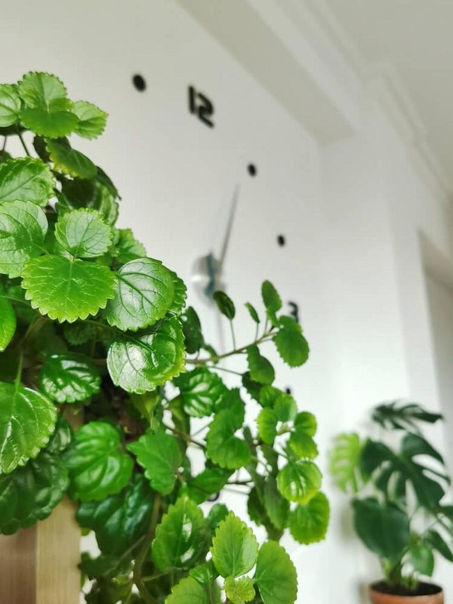 Glossy Dark Green Wavy Leaves