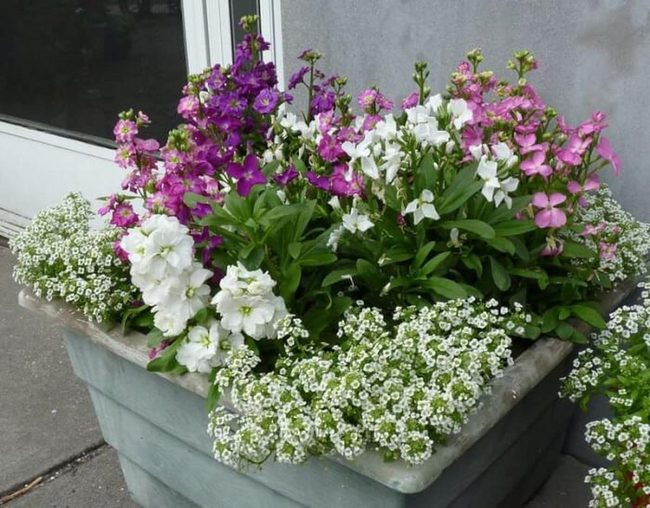 Tiny White Flowers Float Softly