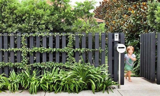 Ivy Covered Fence Living Screen