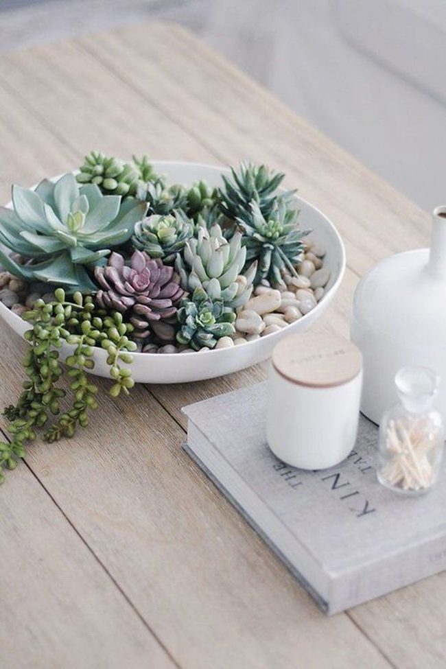 White Succulents In Pristine Ceramic Containers