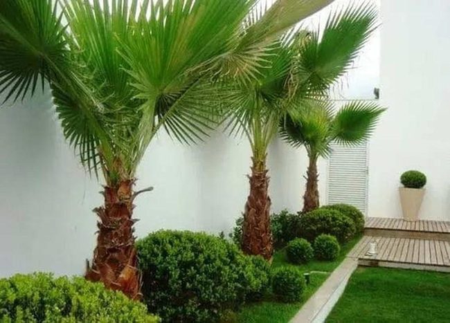 Tropical Palms Against White Fence