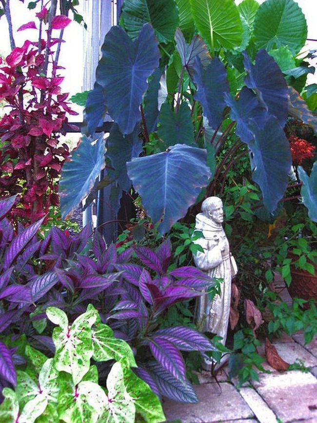 Midnight Foliage, Garden Anchor