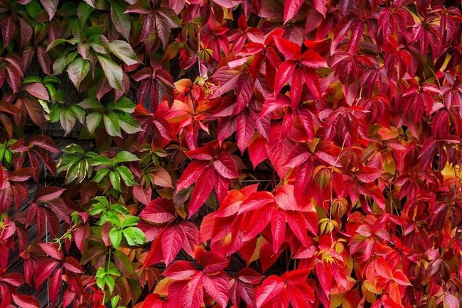 Crimson Climbing Vine For Coastal Gardens