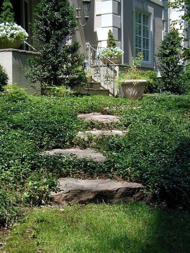 Stone Path Through White Blooms