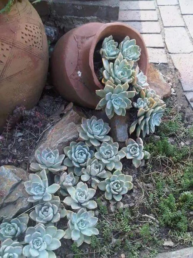 Low Maintenance Desert Plants