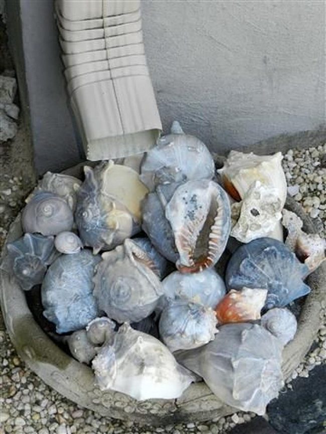 Coastal Shells Garden Boundaries