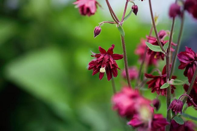 Deep Red Columbine Blooms