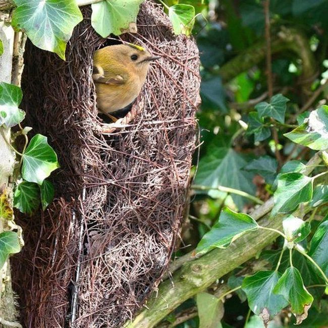 Twig Woven Birdhouse Feeder