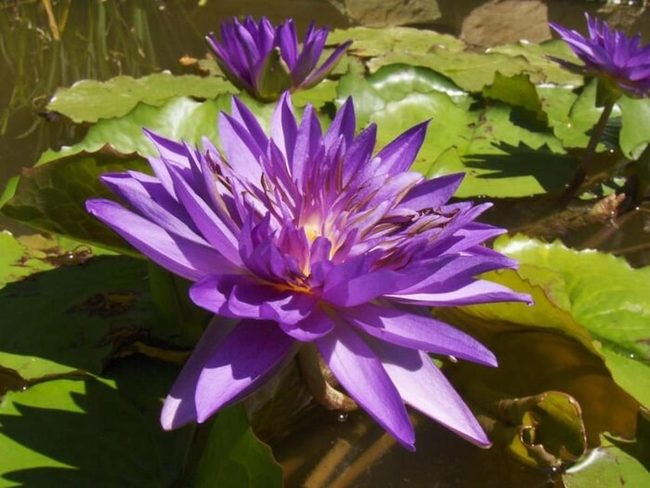 Floating Blooms Clean Pond Water