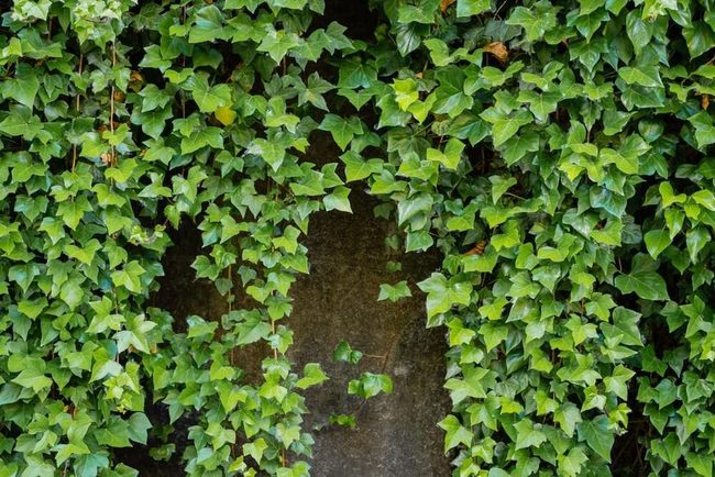Dark Green Ivy For Shade
