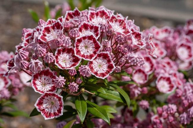 Pink And White Shade Blooms